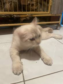 BSH MALE manja