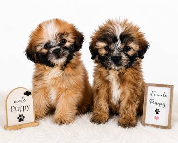 Adorable Shih Tzu Mix Puppies for Sale 
