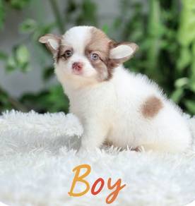 CHIHUAHUA PUPPIES CH241🌷 Head Apple Boy