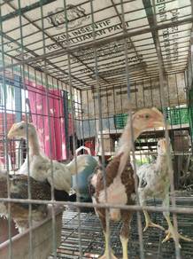 anak Ayam hujung 