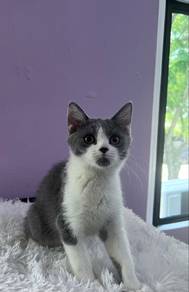 Bsh kitten bicolour