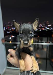 minipincher 