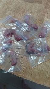 Frozen pinky Mice