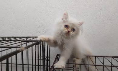 kucing parsi