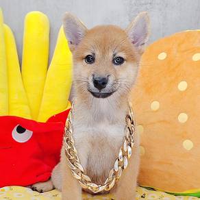 Shiba