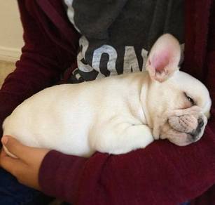 GSW4000 French Bulldog cream haired puppy