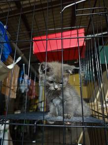 Kucing BSH pure Jualan clear sarang