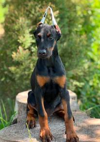 DOBERMAN PUPPIES 🐻 H183 Female ~ Certificate