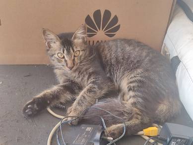 kucing adopt