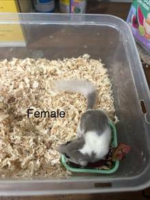 Dormouse Sepasang dan full set