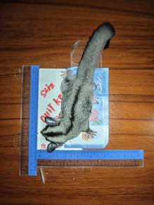 sugar glider 