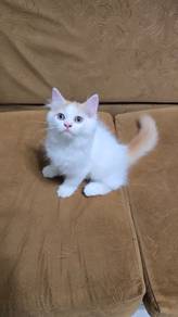 Male Domestic Longhair (DLH)