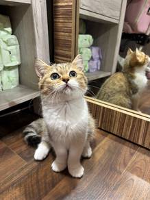Golden Tabby & White bsh