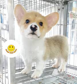 SFSS-5800 Welsh Corgi bi color puppy dog