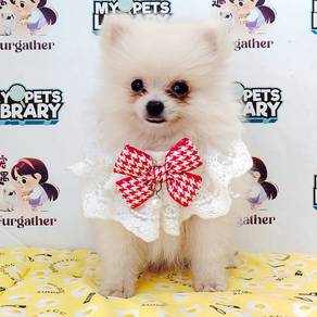 Pomeranian