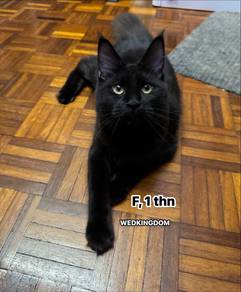 Maine Coon Solid Black