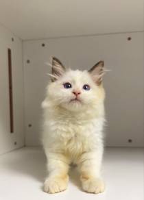 Ragdoll Male Kitten