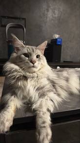 Mating Mainecoon