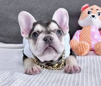FRENCH BULLDOG PUPPIES F156 Cute Puppy