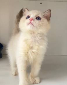 Ragdoll Male Kitten