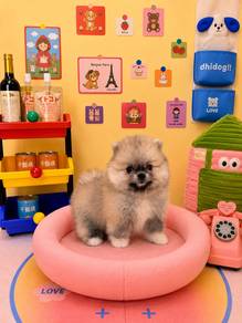 tiny teacup bear face Pomernaian baby girl