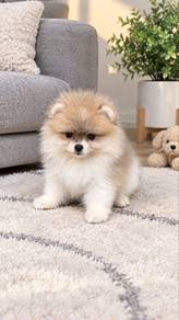 Pomeranian Parti Male Puppy
