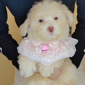Maltipoo