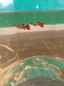 guppy platinum red tail 