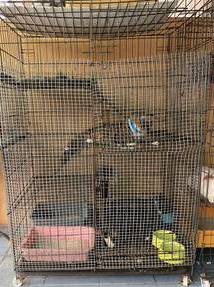 Cats for free