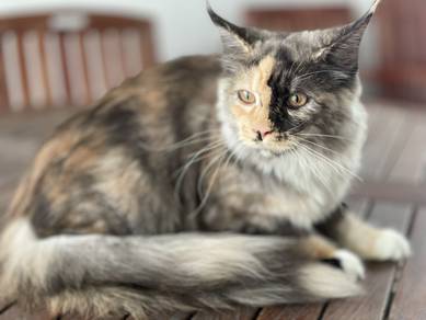 Split-Face Tortoiseshell Mainecoon Cat