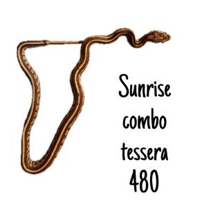 Corn Snake (Sunkiss Combo Hypo Tessera)