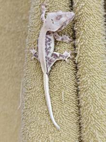 Crested Gecko 