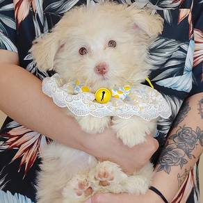 Maltipoo