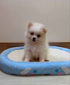 Pomeranian Parti Male Puppy PROMO