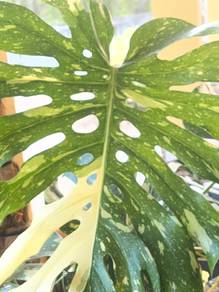 Monstera Thaicon Besar Murah
