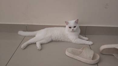 Bsh male