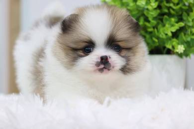 Pomeranian