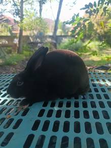 arnab minirex