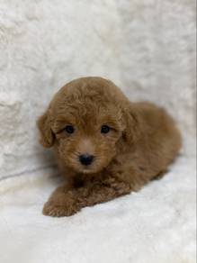 Poodle