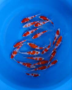 Japanese koi