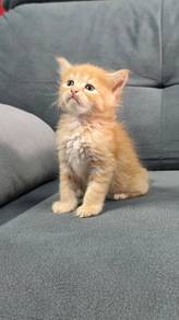 Maine coon kitten 