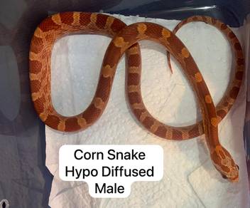 Corn Snake Untuk Dijual !!