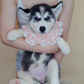 Husky