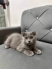 Kucing untuk rehome