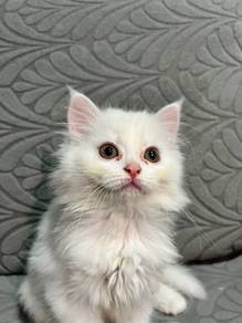 Goodest Fluffiest White Boy Cat 2 Months Old