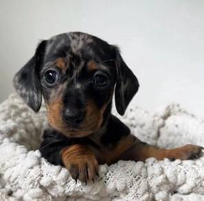 B586 Nuzzly Dachshnd Cutu Long Body Puppy Puppy