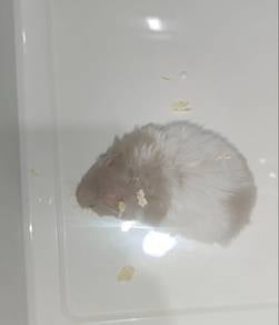 Male Syrian Hamster Rex Banded Dove Long Hair