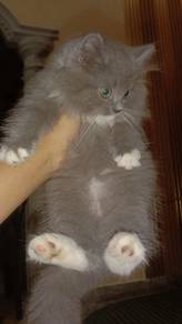 Anak Kucing