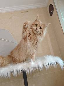 Maine Coon