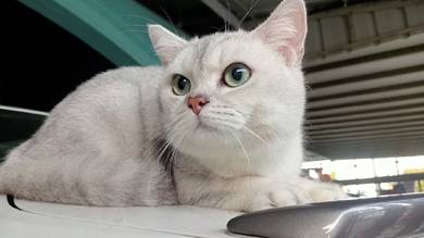 BSH Silver Male 1 thn